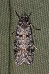 Ericrypsina chorodoxa