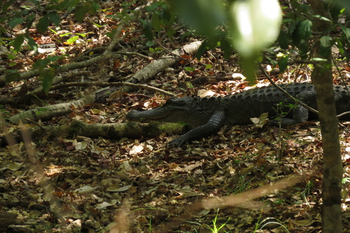 American Alligator