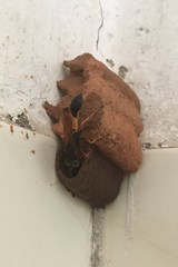 Sceliphron coromandelicum