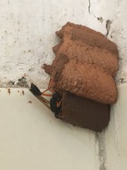 Sceliphron coromandelicum