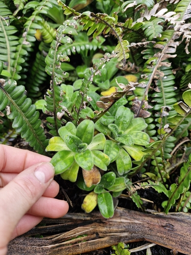 Myosotis rakiura