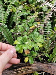 Myosotis rakiura