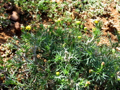 Euryops nodosus