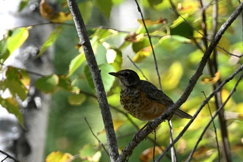 American Robin