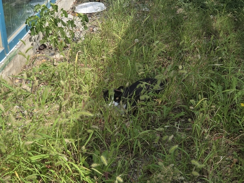 Domestic Cat