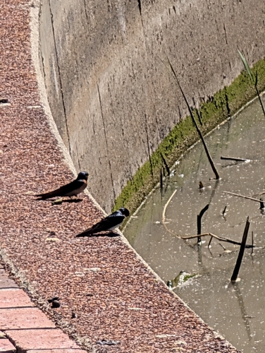 Welcome Swallow