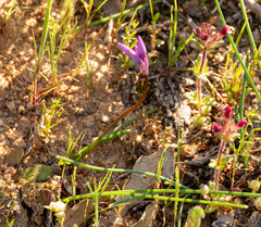 Sowerbaea laxiflora, photograph (c) Carmon, some rights reserved (CC BY-SA)