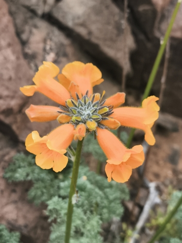 Argylia radiata