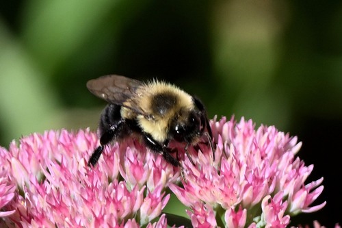 Common Eastern Bumble Bee