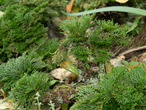 Selaginella involvens observed 2026-09-22