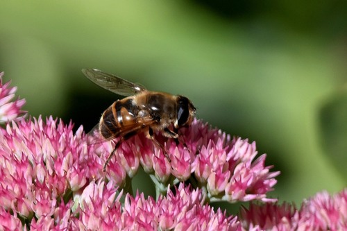 Common Drone Fly