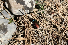 Carabus hispanus