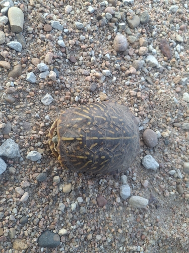 Ornate Box Turtle