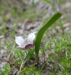 Calochortus elegans nanus