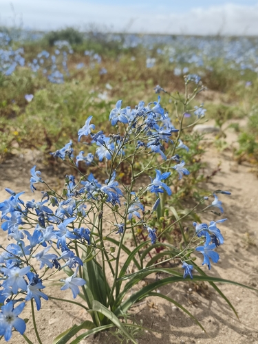 Zephyra elegans, photograph 5