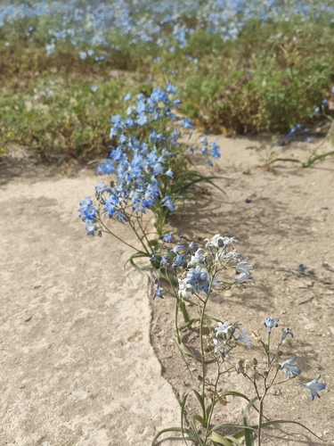 Zephyra elegans, photograph 6