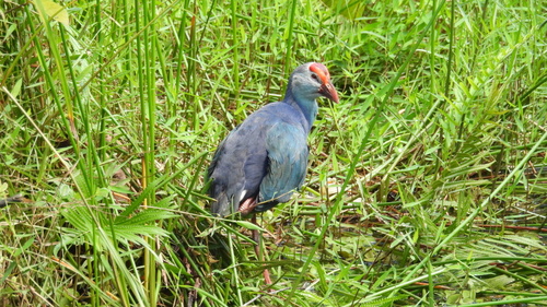 Gray-headed Swamphen
