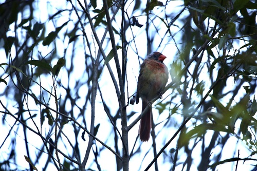 Northern Cardinal