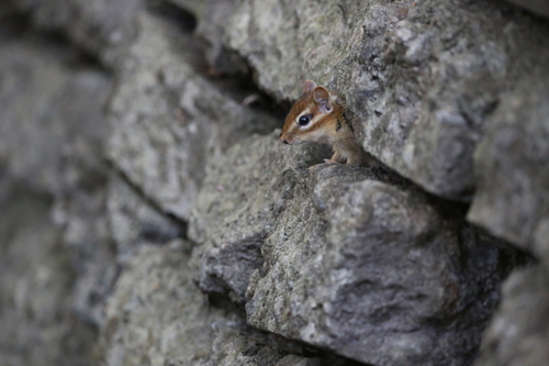 Eastern Chipmunk