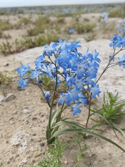 Zephyra elegans, photograph (c) Álvaro Parra Valdivia, some rights reserved (CC BY)