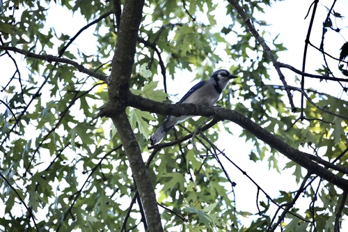 Blue Jay