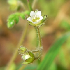 Eucrypta chrysanthemifolia, photograph (c) Stan Shebs, some rights reserved (CC BY-SA)