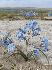 Zephyra elegans, photograph (c) Álvaro Parra Valdivia, some rights reserved (CC BY)