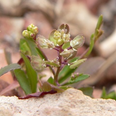 Lepidium lasiocarpum, photograph (c) Stan Shebs, some rights reserved (CC BY-SA)