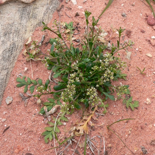 Lepidium lasiocarpum