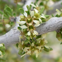 Prunus fasciculata