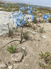 Zephyra elegans, photograph (c) Álvaro Parra Valdivia, some rights reserved (CC BY)