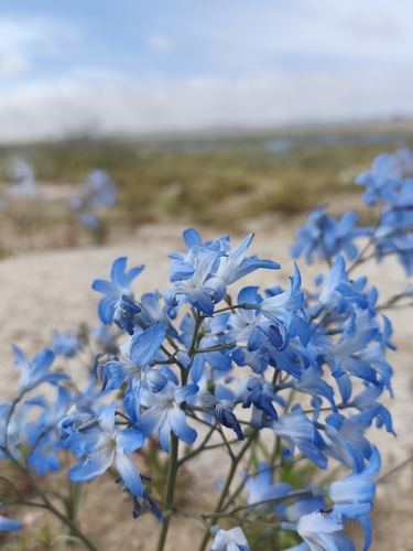 Zephyra elegans, photograph 4