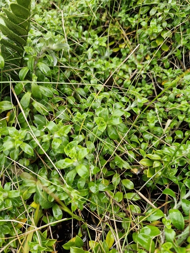 Anaphalioides hookeri