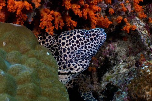 Gymnothorax favagineus observed 2026-09-24