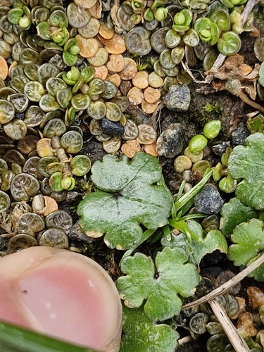 Hydrocotyle novae-zeelandiae