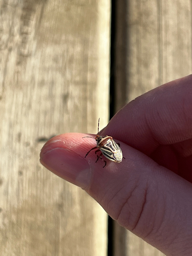 Two-spotted Stink Bug
