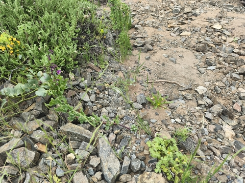 Bomarea ovallei, photograph 1