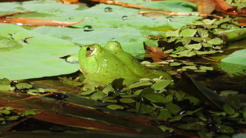 Indian Five-fingered Frog