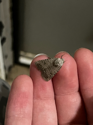 Civil Rustic Moth