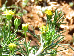 Euryops nodosus