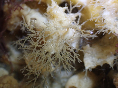 Bugulina stolonifera observed 2026-09-23