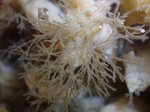 Bugulina stolonifera observed 2026-09-23