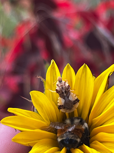 Jagged Ambush Bug
