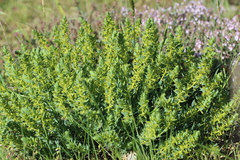Thymelaea sanamunda