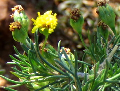 Euryops nodosus