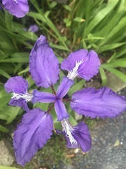 Iris tectorum