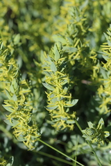 Thymelaea sanamunda