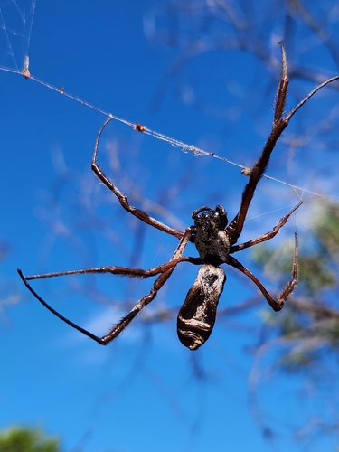 Australian Golden Orbweaver