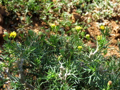 Euryops nodosus