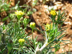 Euryops nodosus